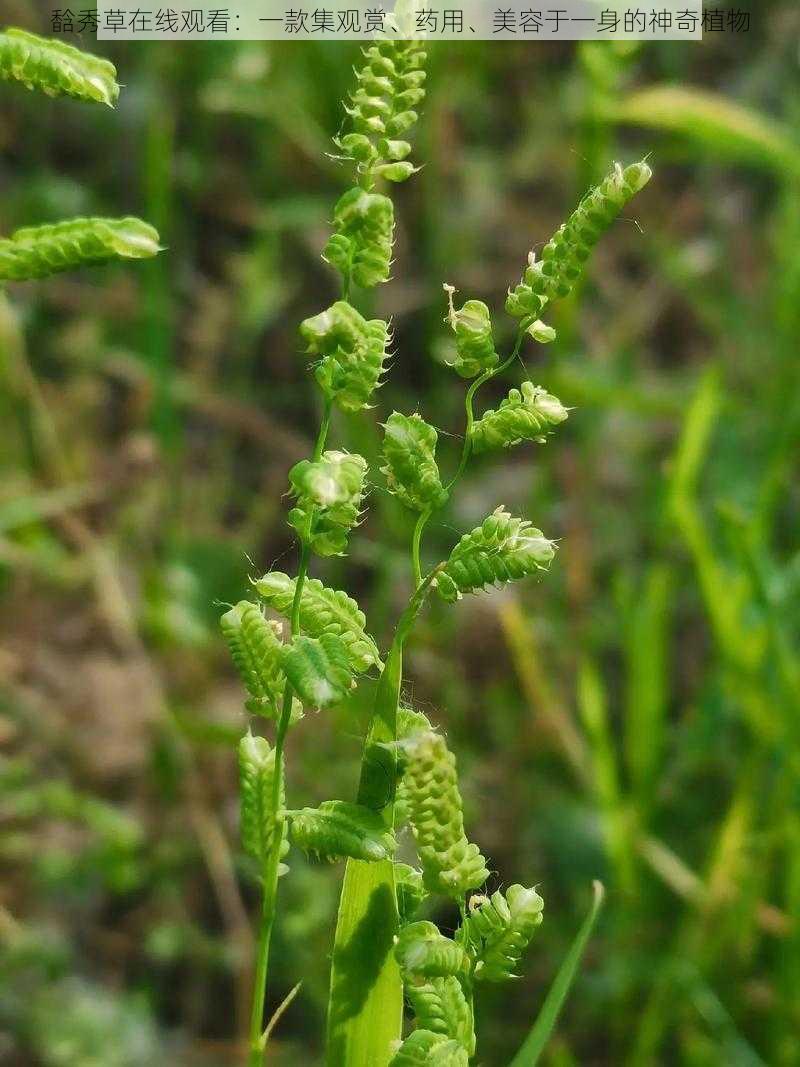 馠秀草在线观看：一款集观赏、药用、美容于一身的神奇植物